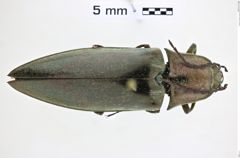 Foto (Dorsalansicht) von Melanotus cribrosus (NHMW-ZOO-COL-0009897)